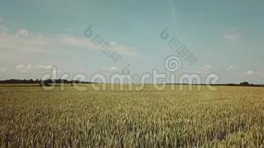 麦田鸟瞰图.. 黄耳麦随风摇摆.. 收获，小麦在田间生长。